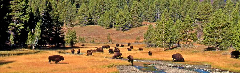 Where Buffalo Roam