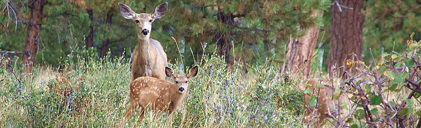 Local Family