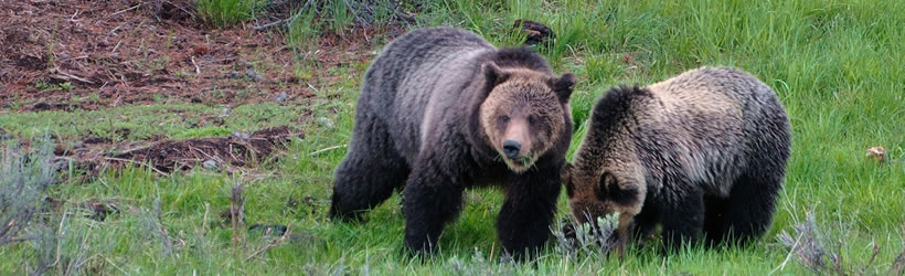 Wild Grizzly Bears