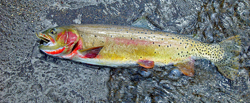Wild Trout of Wyoming