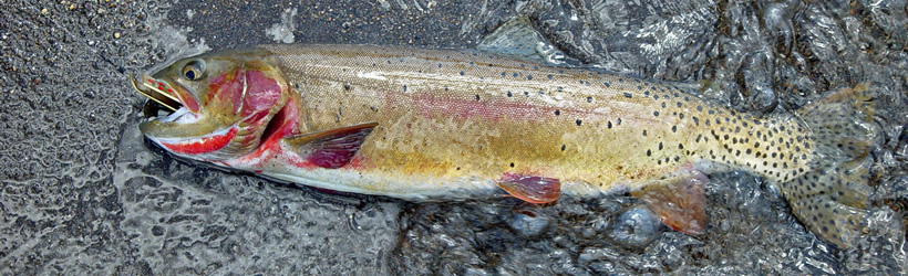 Fly-Fishing