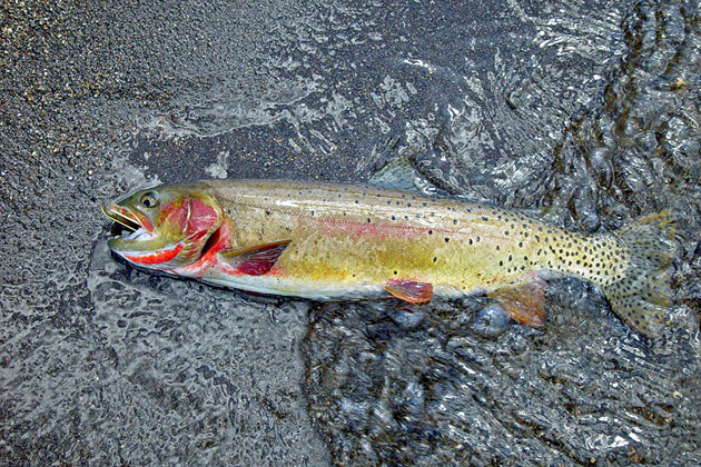 Yellowstone Cutthroat