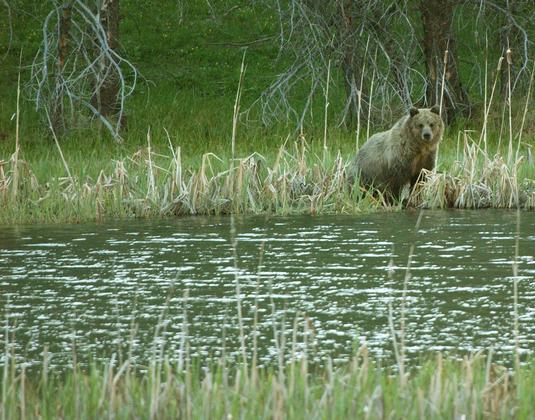 Yellowstone National Park